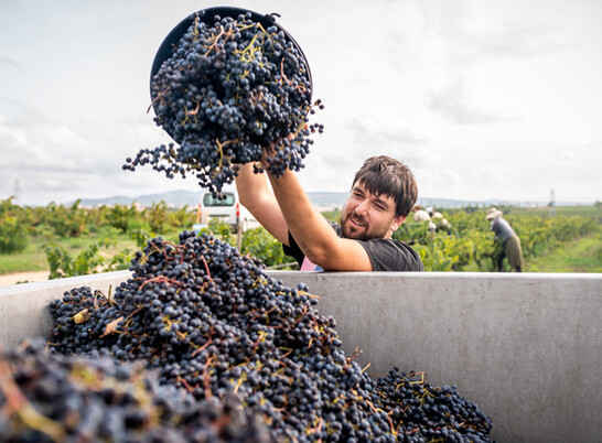 vineyard-working-dumping-grapes