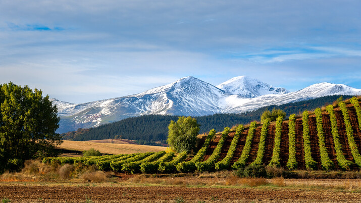 The Evolution of Wine Regions