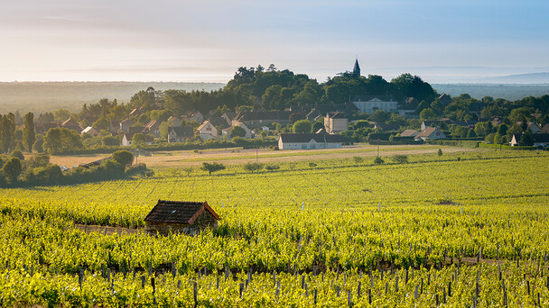 The Evolution of Wine Regions